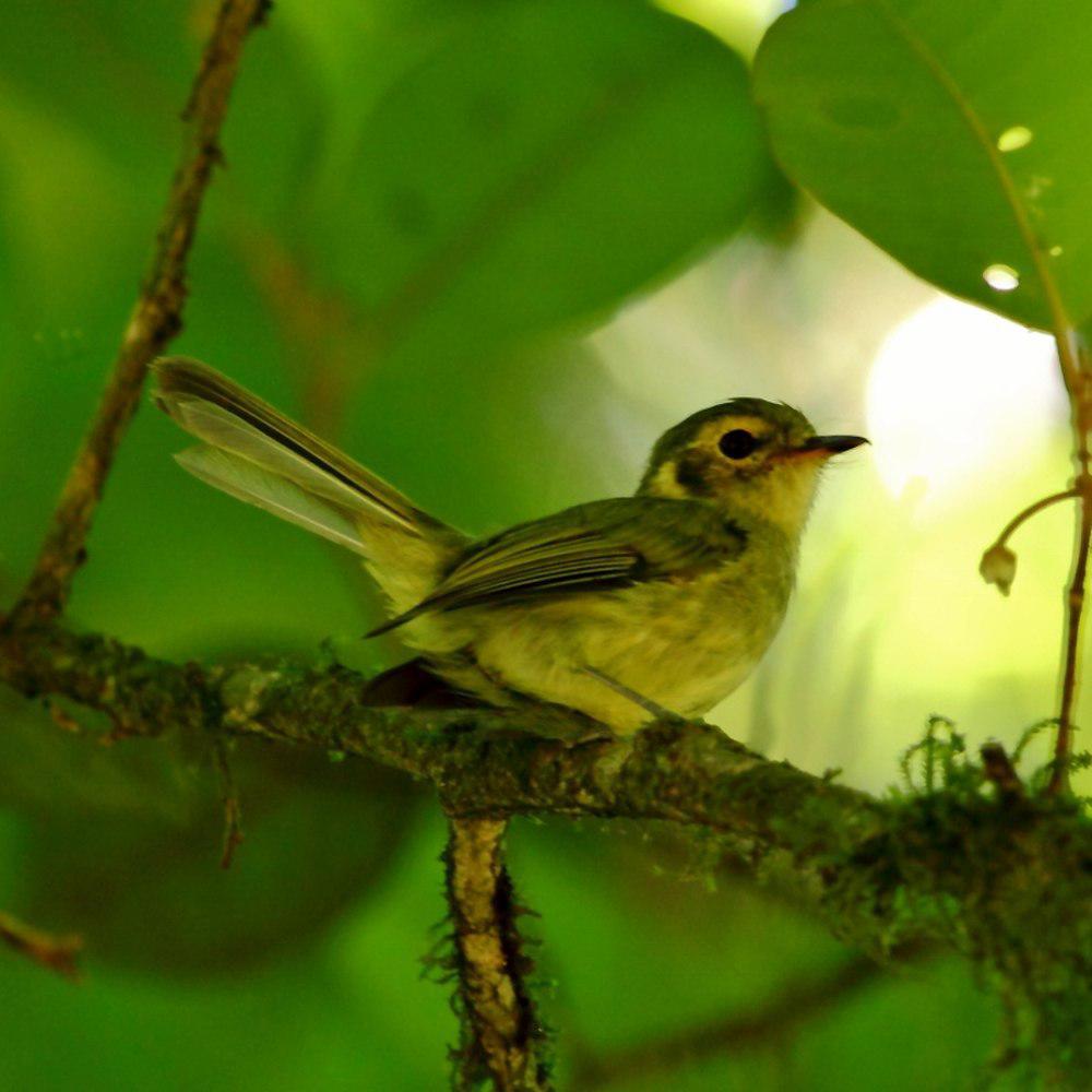 欧氏姬霸鹟 / Oustalet\'s Tyrannulet / Phylloscartes oustaleti