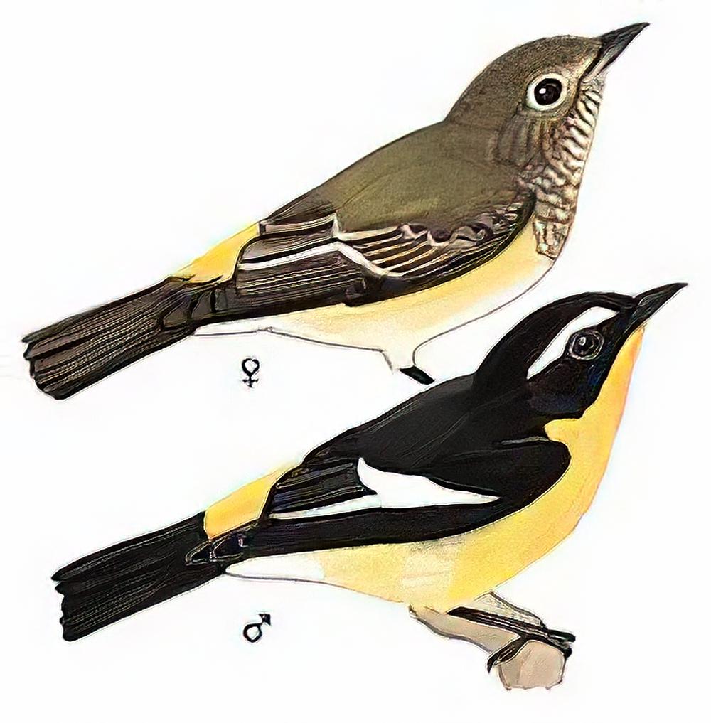 白眉[姬]鹟 / Yellow-rumped Flycatcher