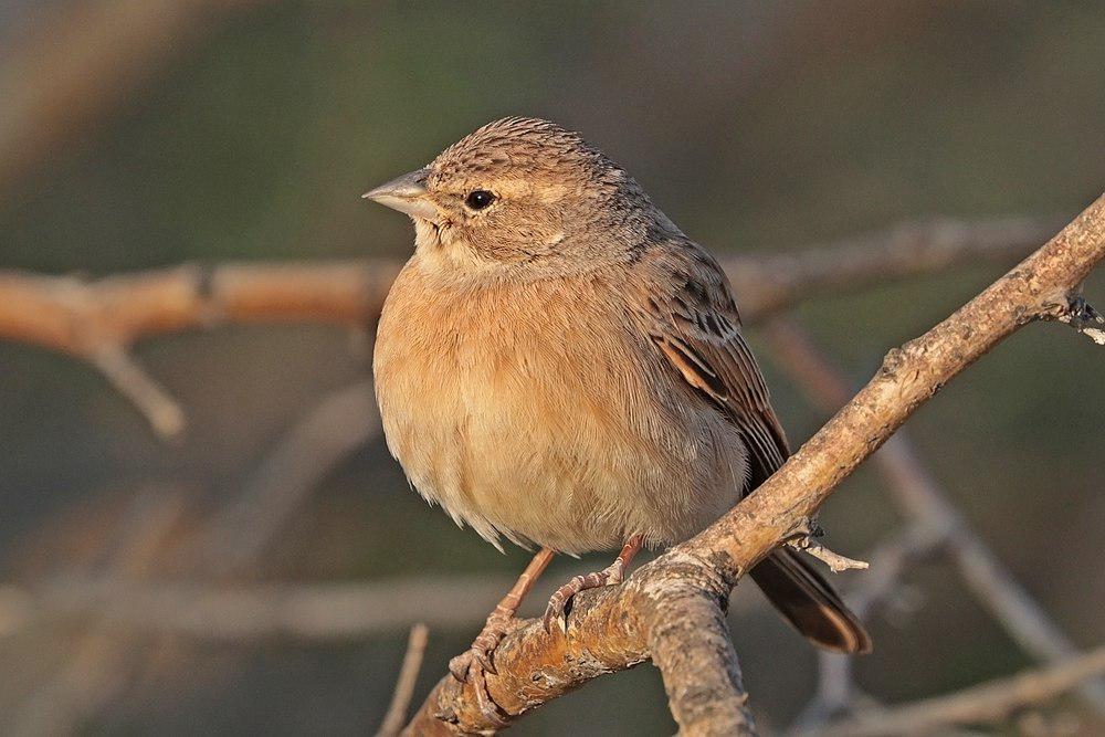 淡岩鹀 / Lark-like Bunting / Emberiza impetuani