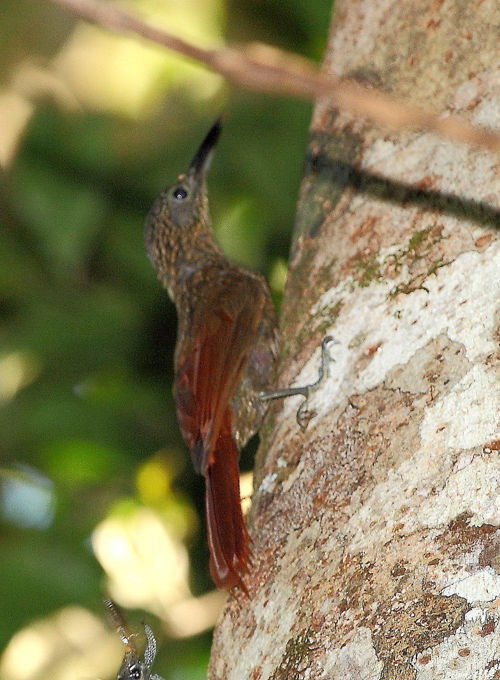 栗腰䴕雀 / Chestnut-rumped Woodcreeper / Xiphorhynchus pardalotus