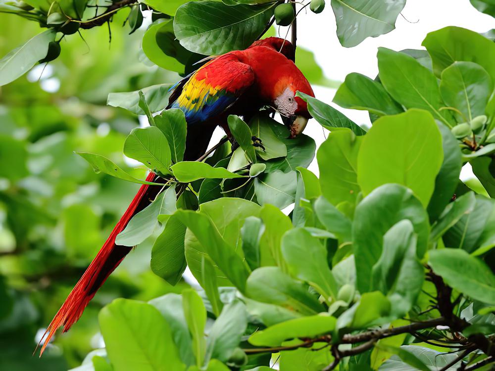 金刚鹦鹉 / Scarlet Macaw / Ara macao
