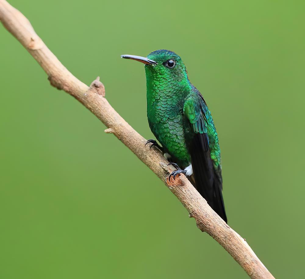 灰腹蜂鸟 / Steely-vented Hummingbird / Saucerottia saucerottei