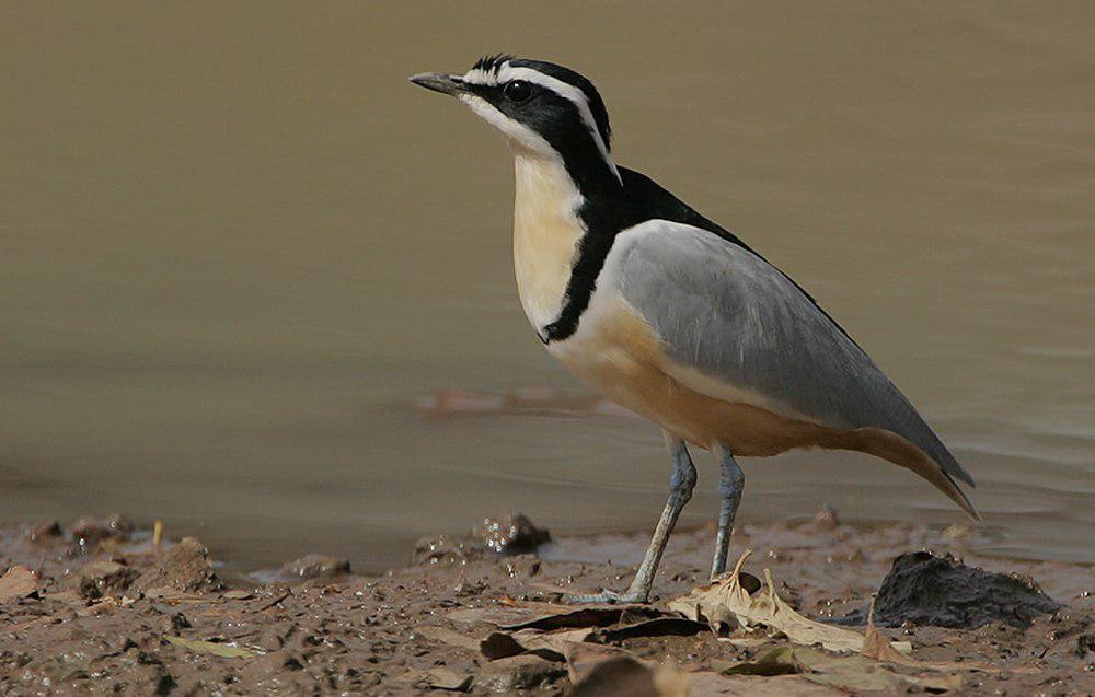 埃及燕鸻 / Egyptian Plover / Pluvianus aegyptius