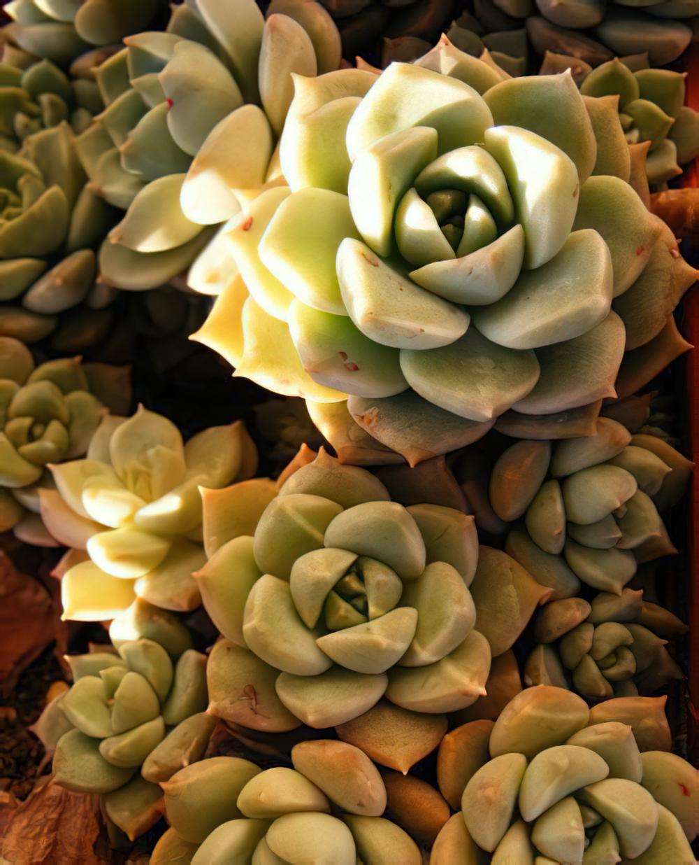 白牡丹xGraptoveria ‘Titubans’