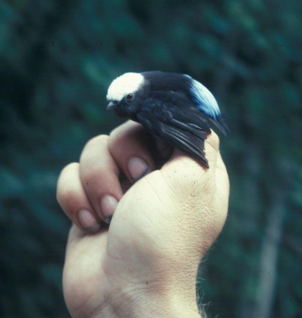 蓝腰娇鹟 / Blue-rumped Manakin / Lepidothrix isidorei