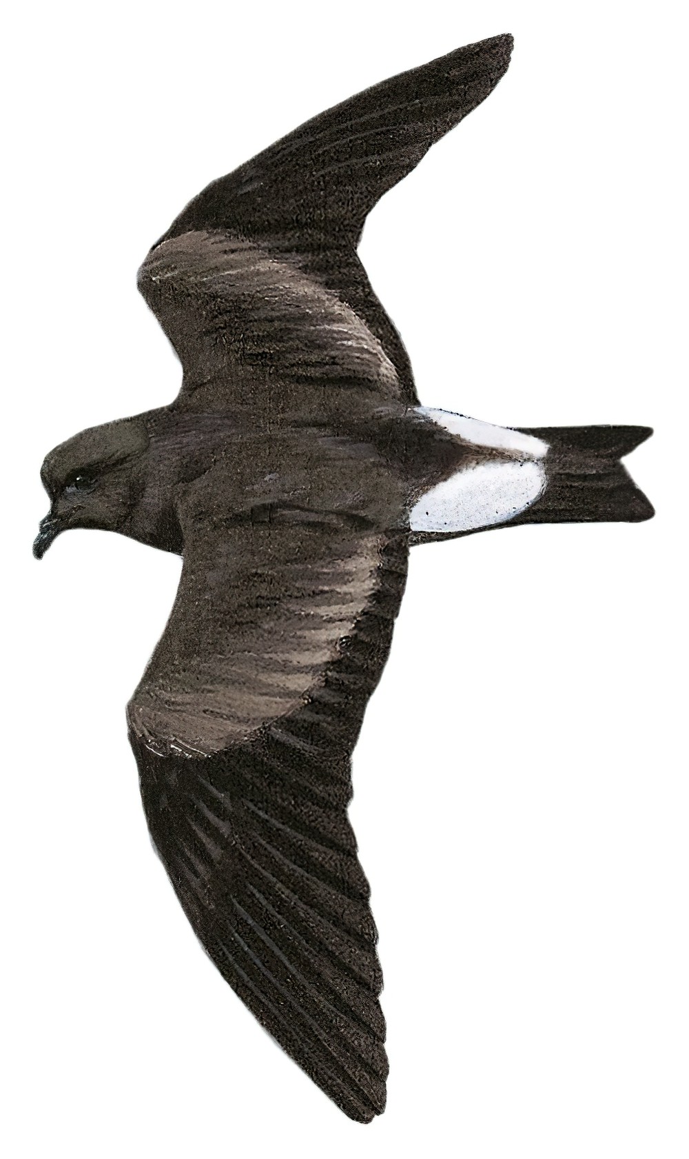 索科洛岛海燕 / Townsend's Storm Petrel / Oceanodroma socorroensis