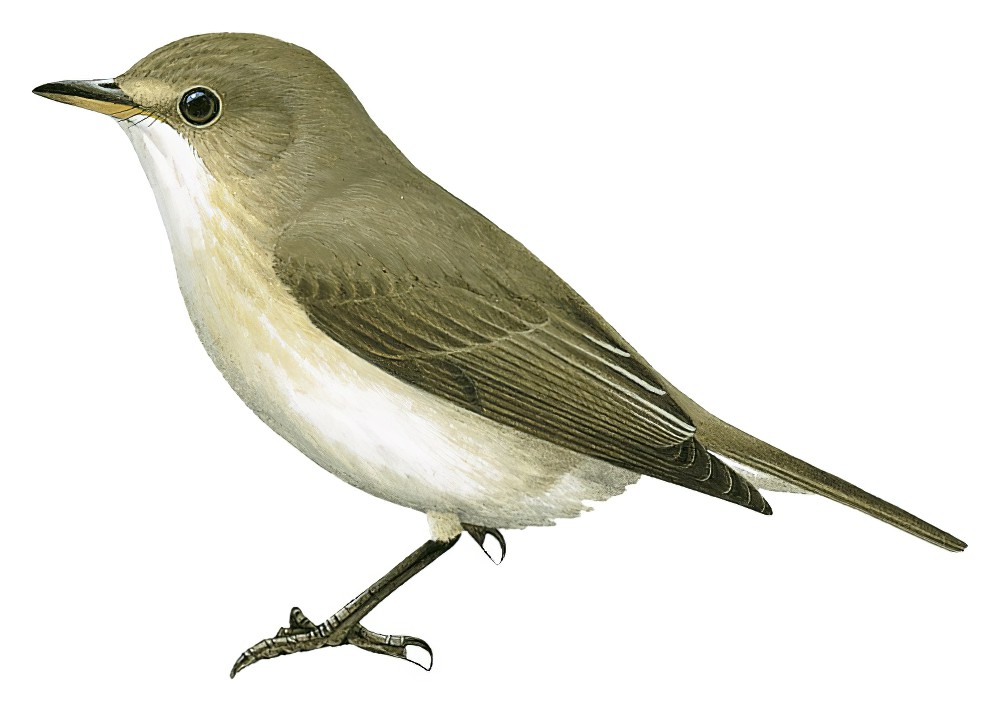 岗巴斑鹟 / Gambaga Flycatcher / Muscicapa gambagae