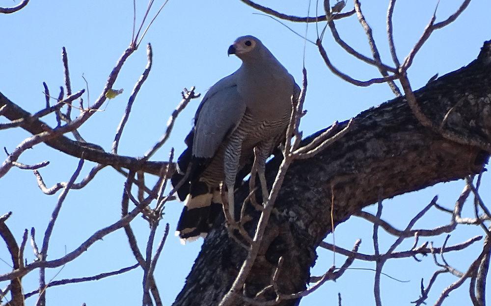 马岛鬣鹰 / Madagascan Harrier-Hawk / Polyboroides radiatus