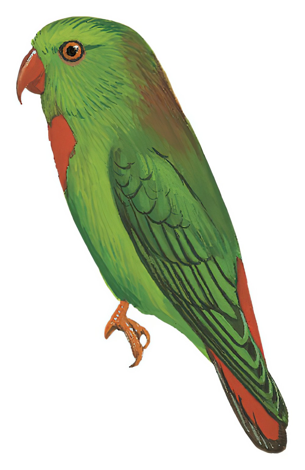 瓦氏短尾鹦鹉 / Wallace's Hanging Parrot / Loriculus flosculus