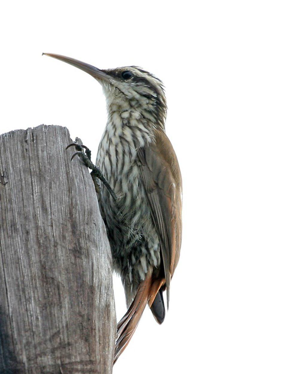 窄嘴䴕雀 / Narrow-billed Woodcreeper / Lepidocolaptes angustirostris