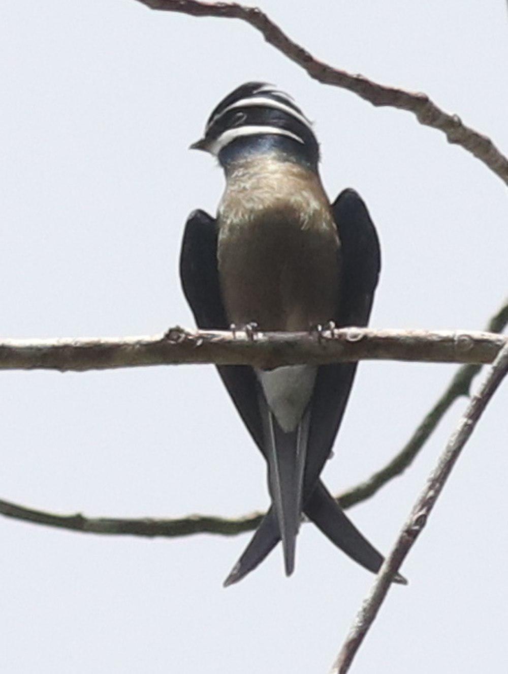 小须凤头雨燕 / Whiskered Treeswift / Hemiprocne comata