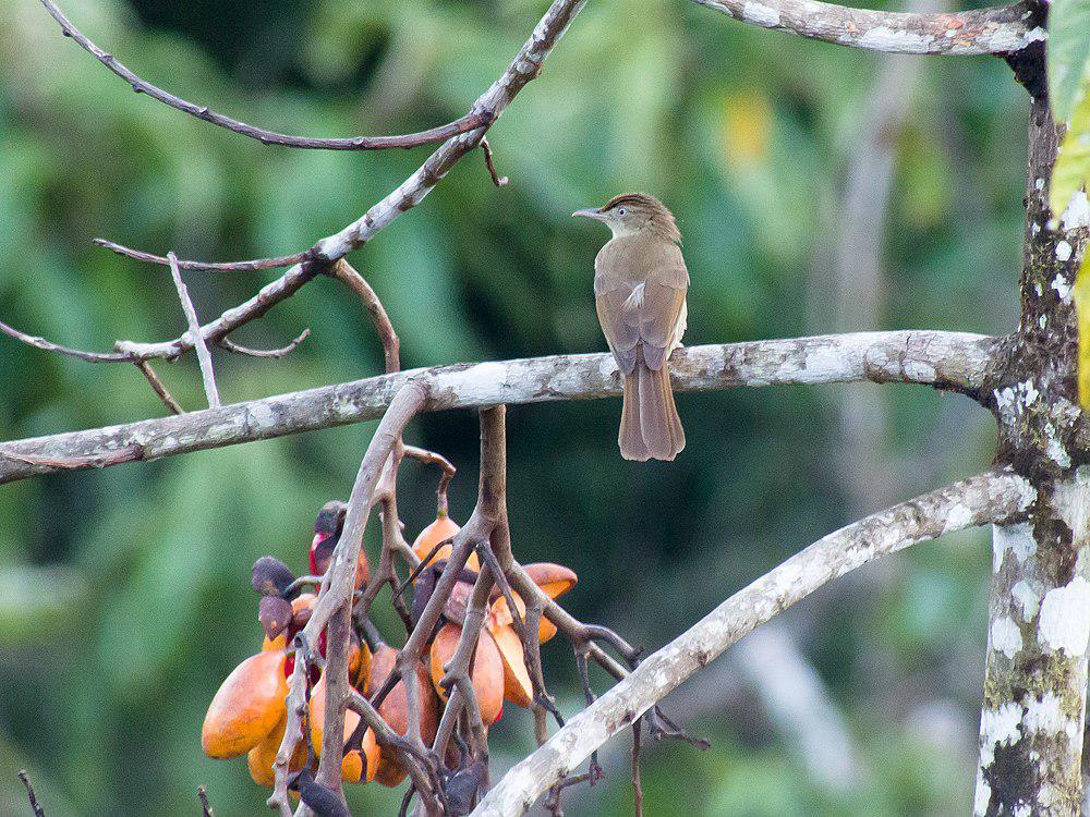 黄臀灰胸鹎 / Charlotte\'s Bulbul / Iole charlottae