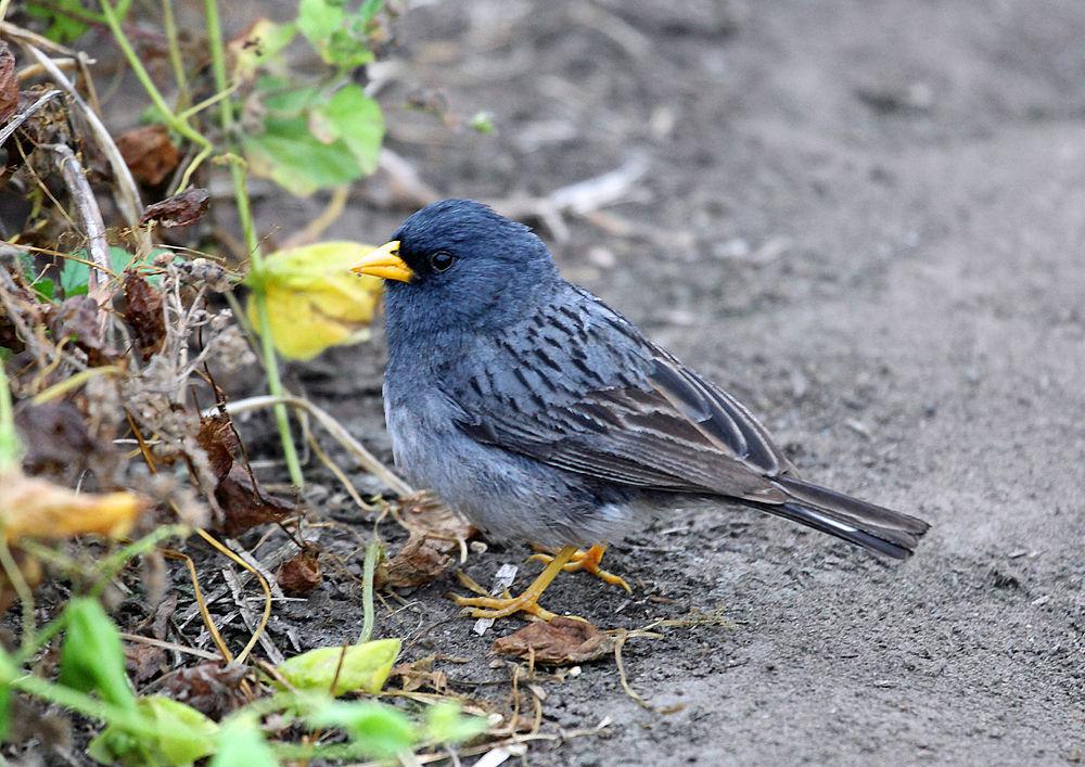 斑尾栗臀雀 / Band-tailed Seedeater / Catamenia analis