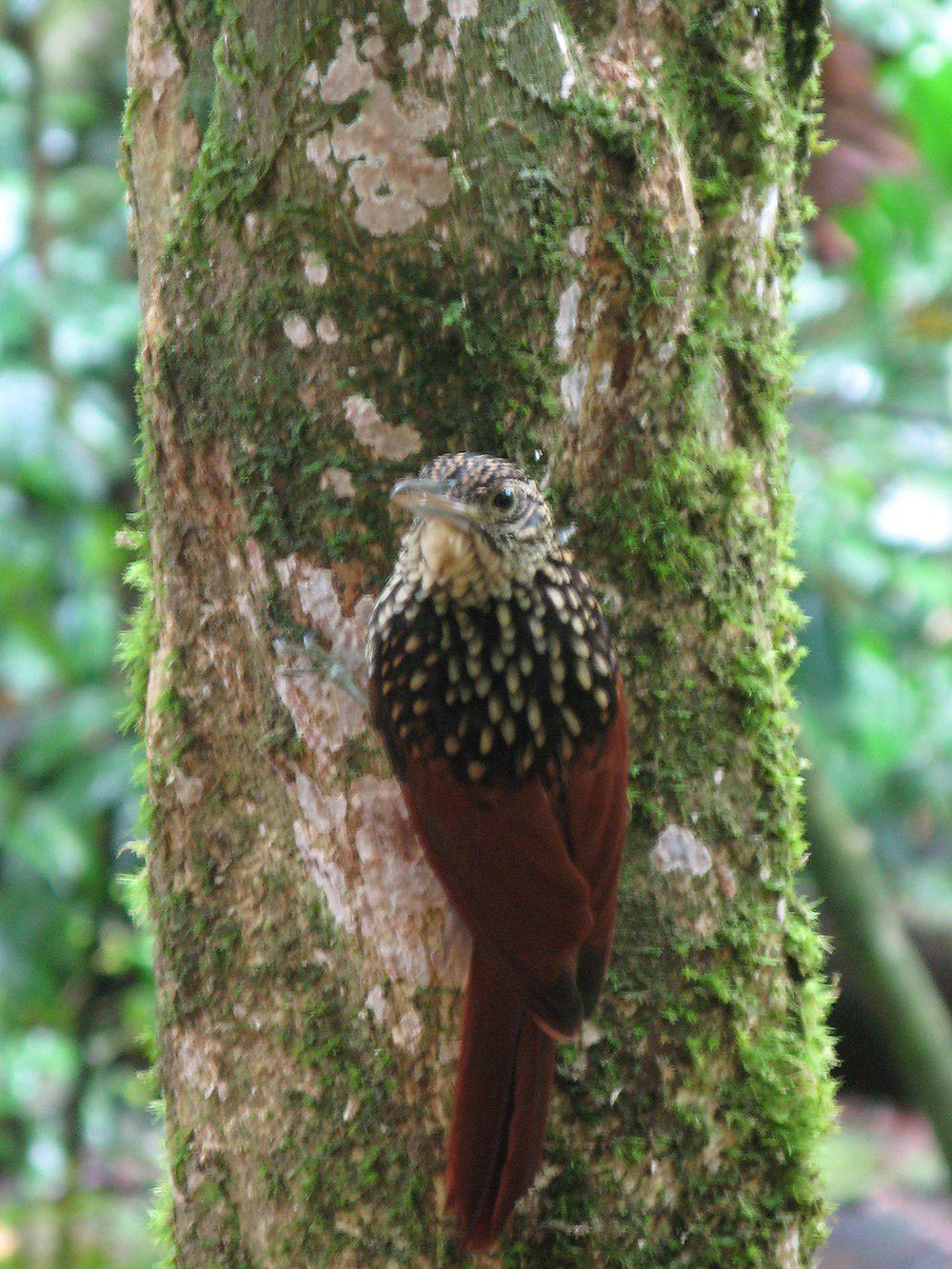 黑纹䴕雀 / Black-striped Woodcreeper / Xiphorhynchus lachrymosus