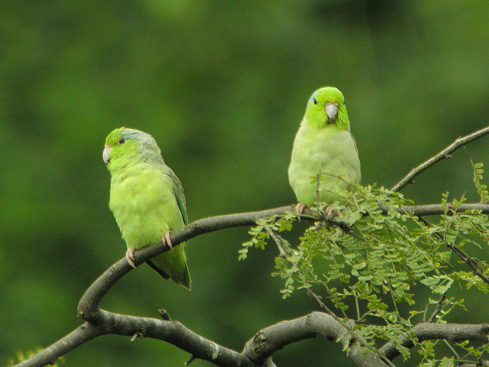 太平洋鹦哥 / Pacific Parrotlet / Forpus coelestis