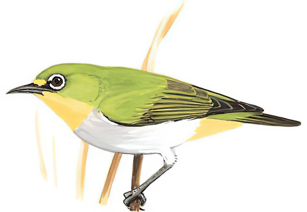 暗绿绣眼鸟 / Swinhoe\'s White-eye / Zosterops simplex