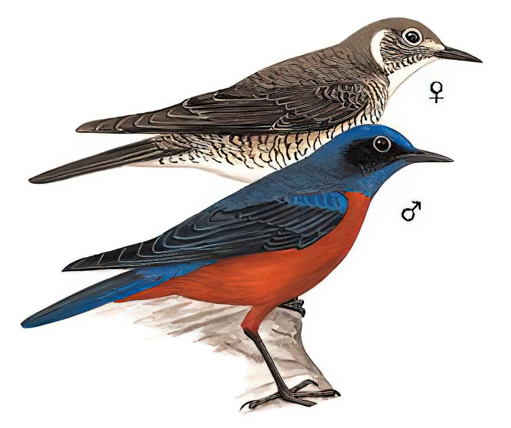 栗腹矶鸫 / Chestnut-bellied Rock Thrush / Monticola rufiventris