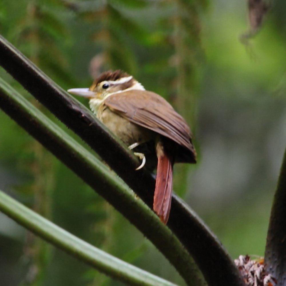 白领拾叶雀 / White-collared Foliage-gleaner / Anabazenops fuscus