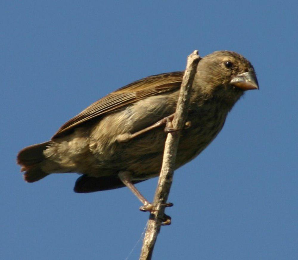 小地雀 / Small Ground Finch / Geospiza fuliginosa