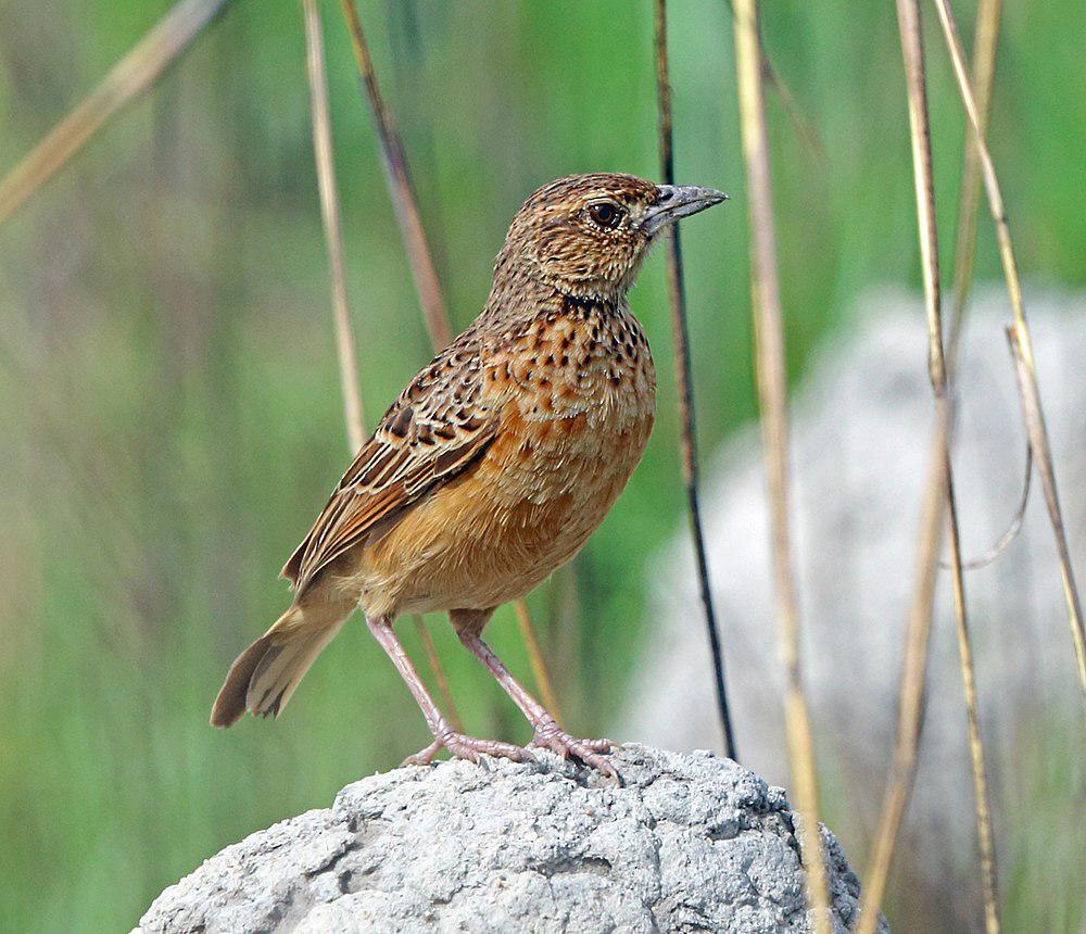 垂耳歌百灵 / Flappet Lark / Mirafra rufocinnamomea