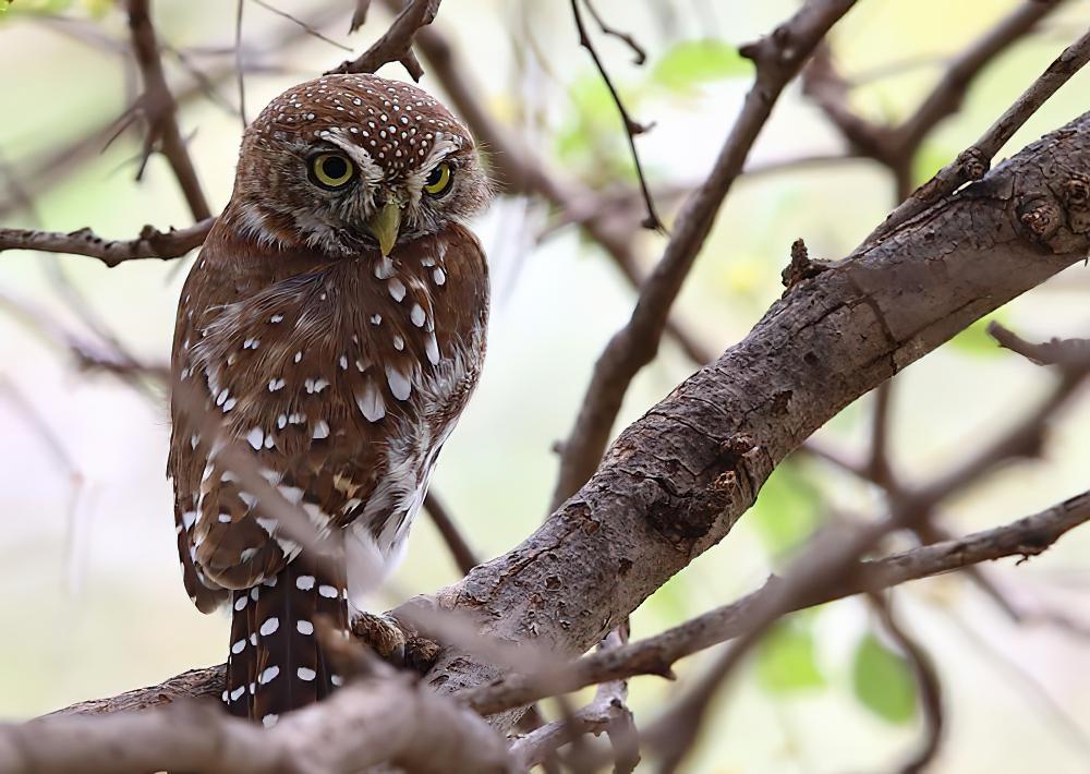 珠斑鸺鹠 / Pearl-spotted Owlet / Glaucidium perlatum