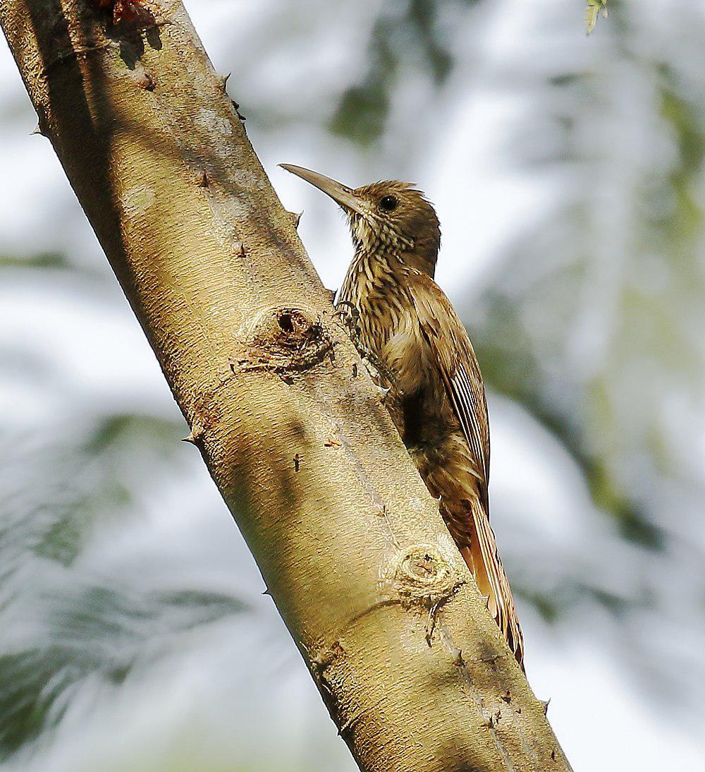 伊南巴里䴕雀 / Inambari Woodcreeper / Lepidocolaptes fatimalimae