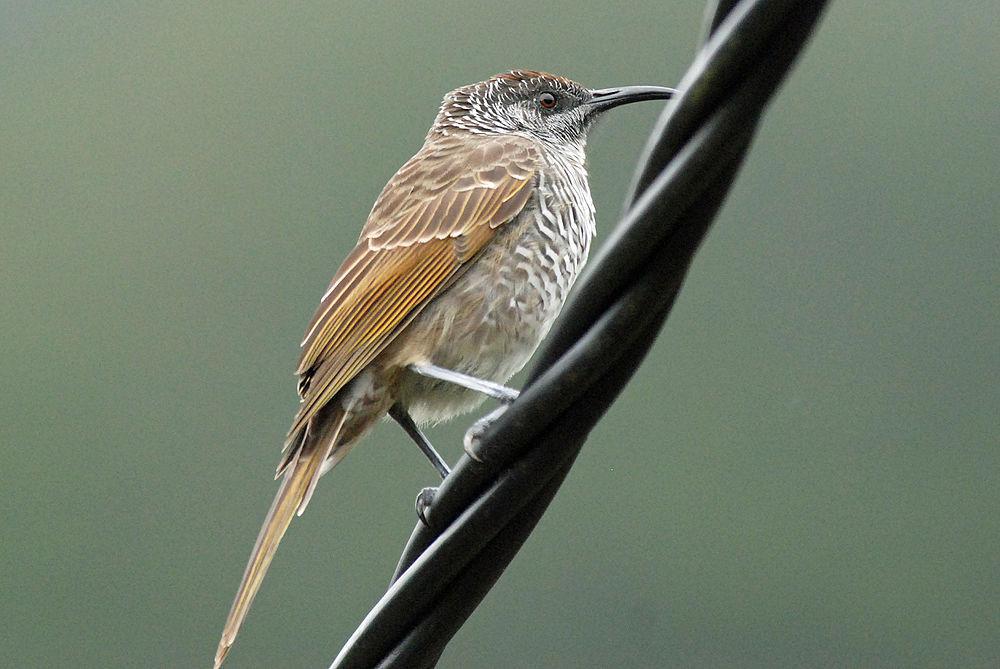 横斑澳蜜鸟 / Barred Honeyeater / Glycifohia undulata