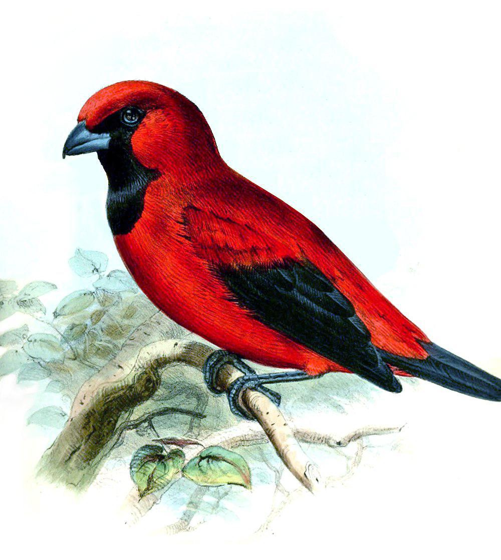 朱红唐纳雀 / Vermilion Tanager / Calochaetes coccineus