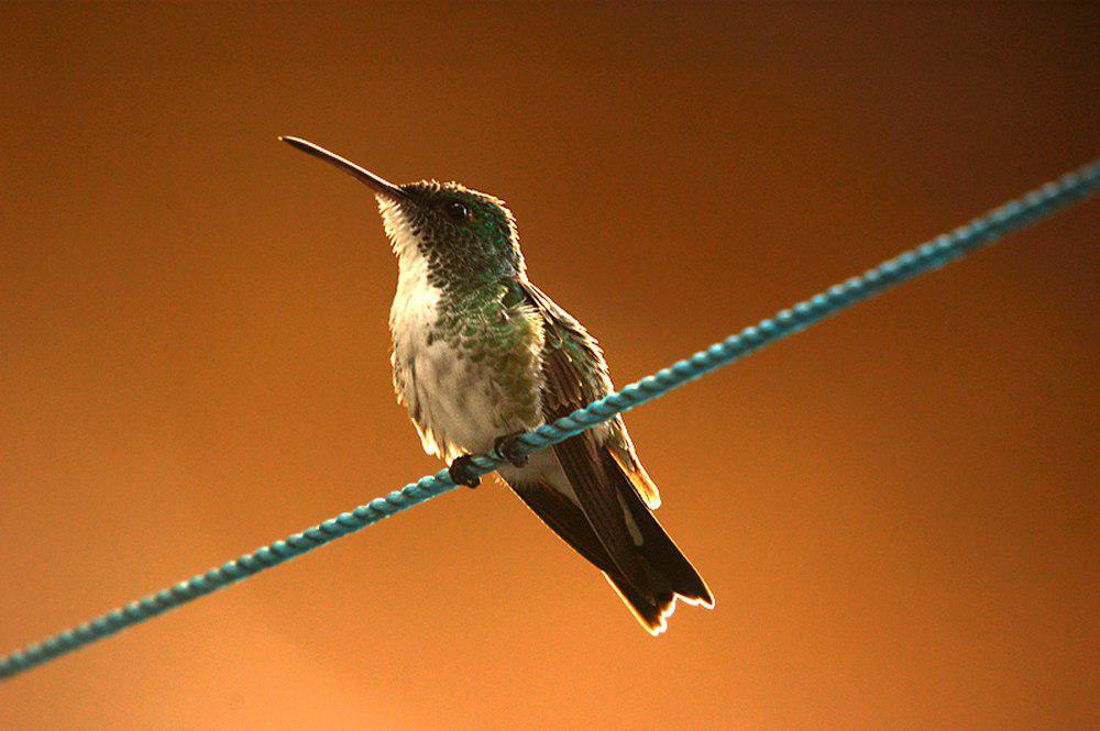 纯腹蜂鸟 / Plain-bellied Emerald / Chrysuronia leucogaster