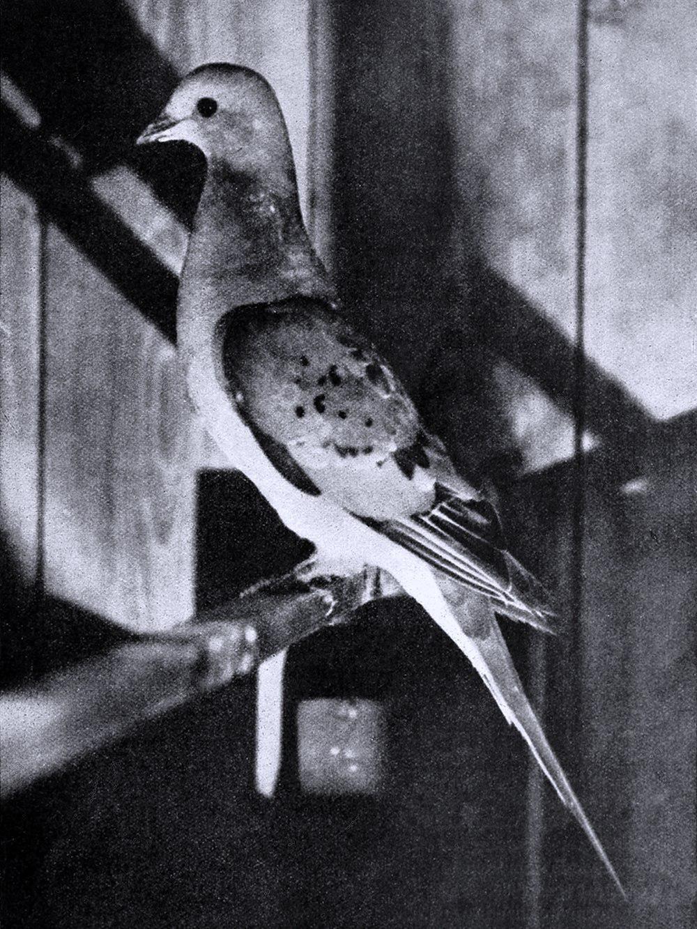 旅鸽 / Passenger Pigeon / Ectopistes migratorius