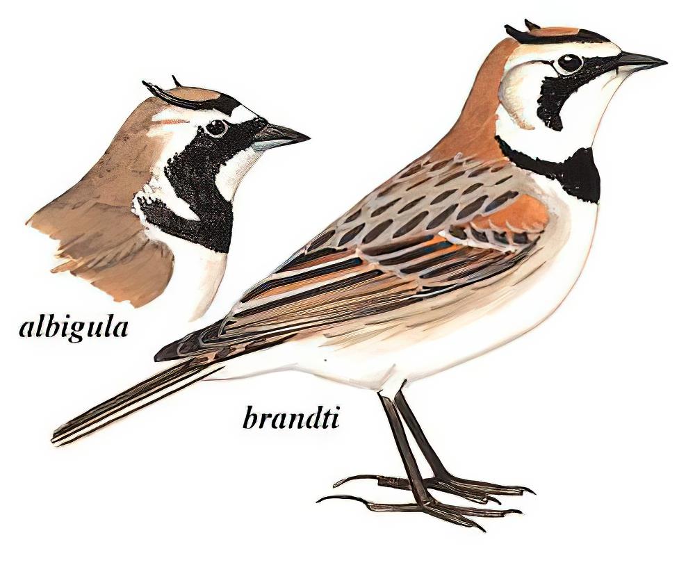 角百灵 / Horned Lark / Eremophila alpestris