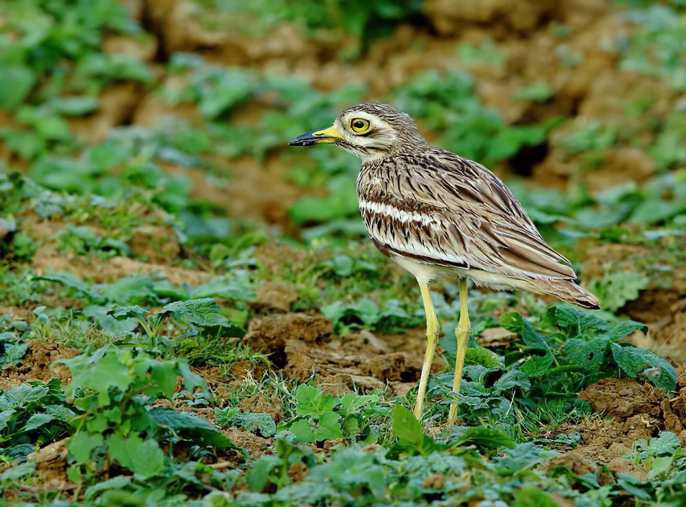 印度石鸻 / Indian Stone-curlew / Burhinus indicus