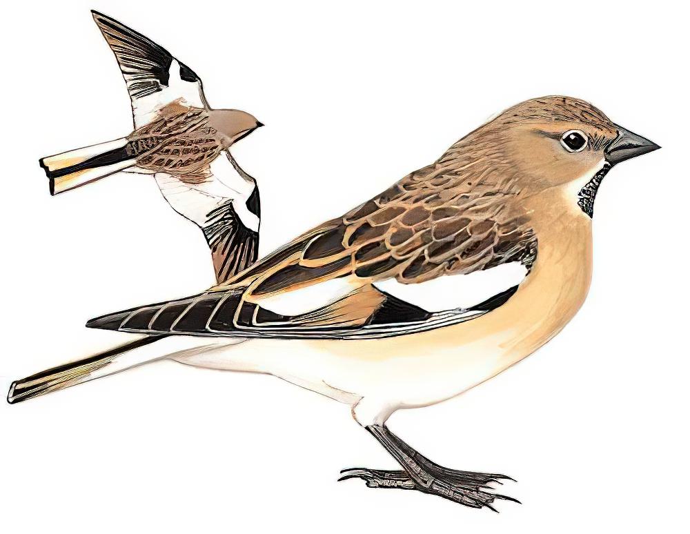 褐翅雪雀 / Black-winged Snowfinch / Montifringilla adamsi