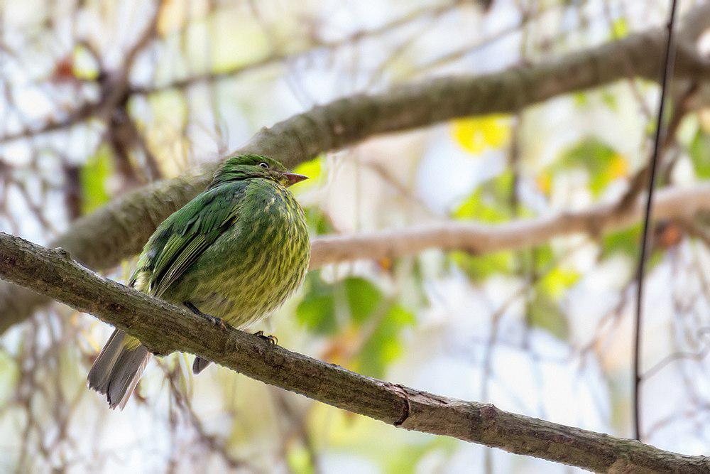 金胸食果伞鸟 / Golden-breasted Fruiteater / Pipreola aureopectus