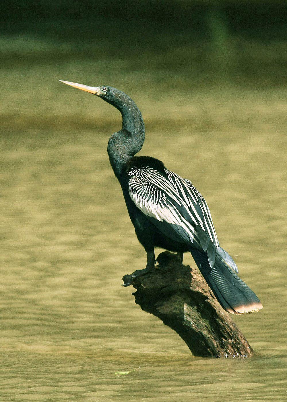 美洲蛇鹈 / Anhinga / Anhinga anhinga