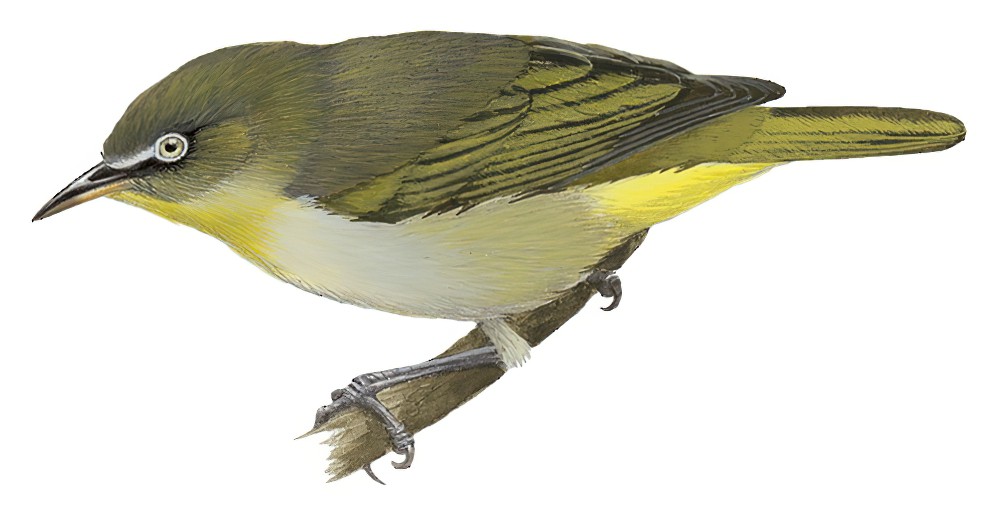 淡色绣眼鸟 / Plain White-eye / Zosterops hypolais