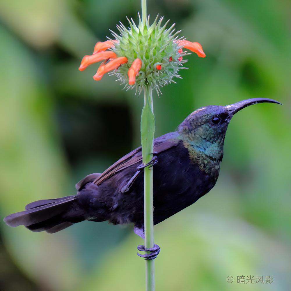 马里基花蜜鸟 / Marico Sunbird / Cinnyris mariquensis