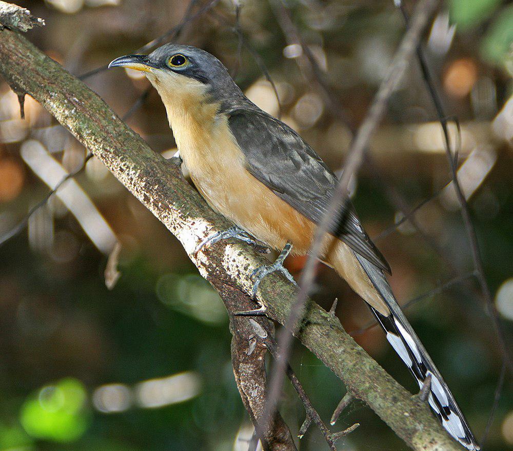 红树美洲鹃 / Mangrove Cuckoo / Coccyzus minor