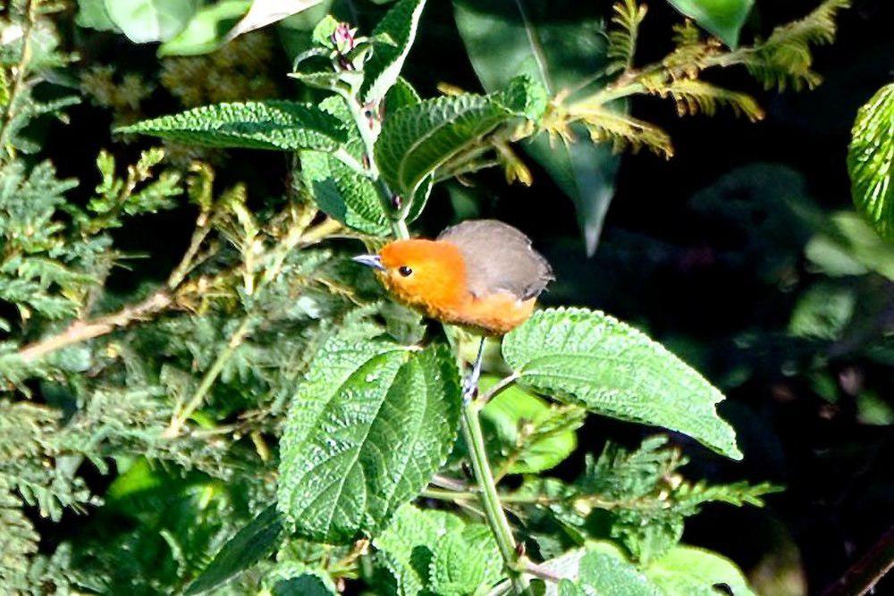 棕胸灰背雀 / Rufous-chested Tanager / Thlypopsis ornata