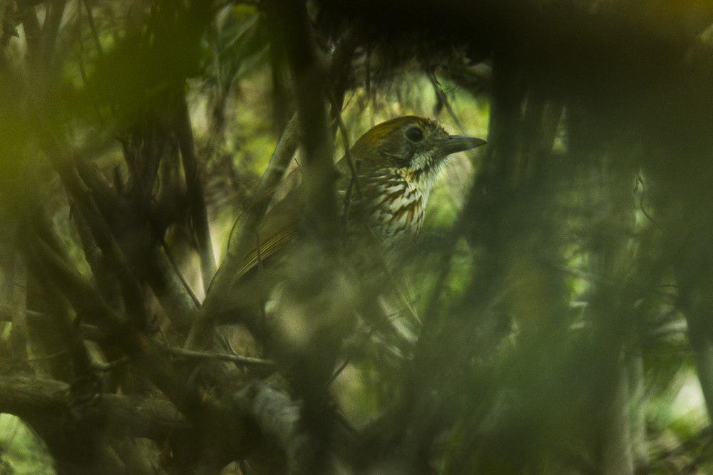 沃氏蚁鸫 / Watkins\'s Antpitta / Grallaria watkinsi