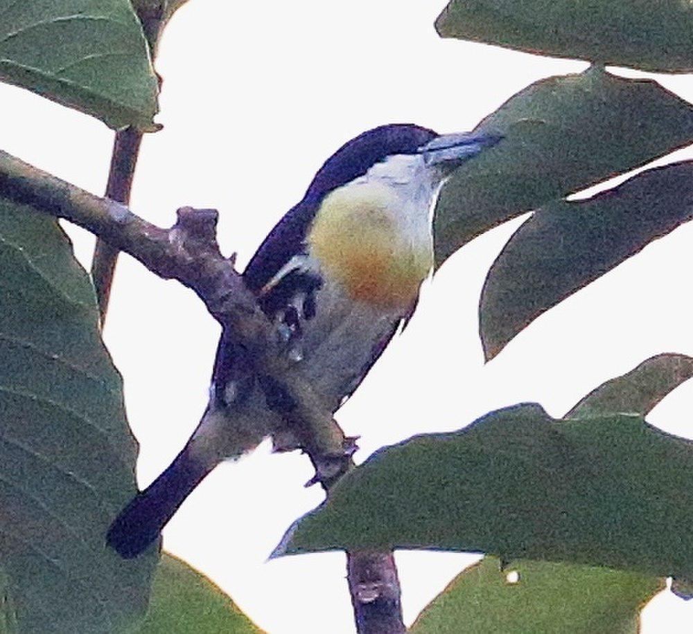 斑冠须䴕 / Spot-crowned Barbet / Capito maculicoronatus