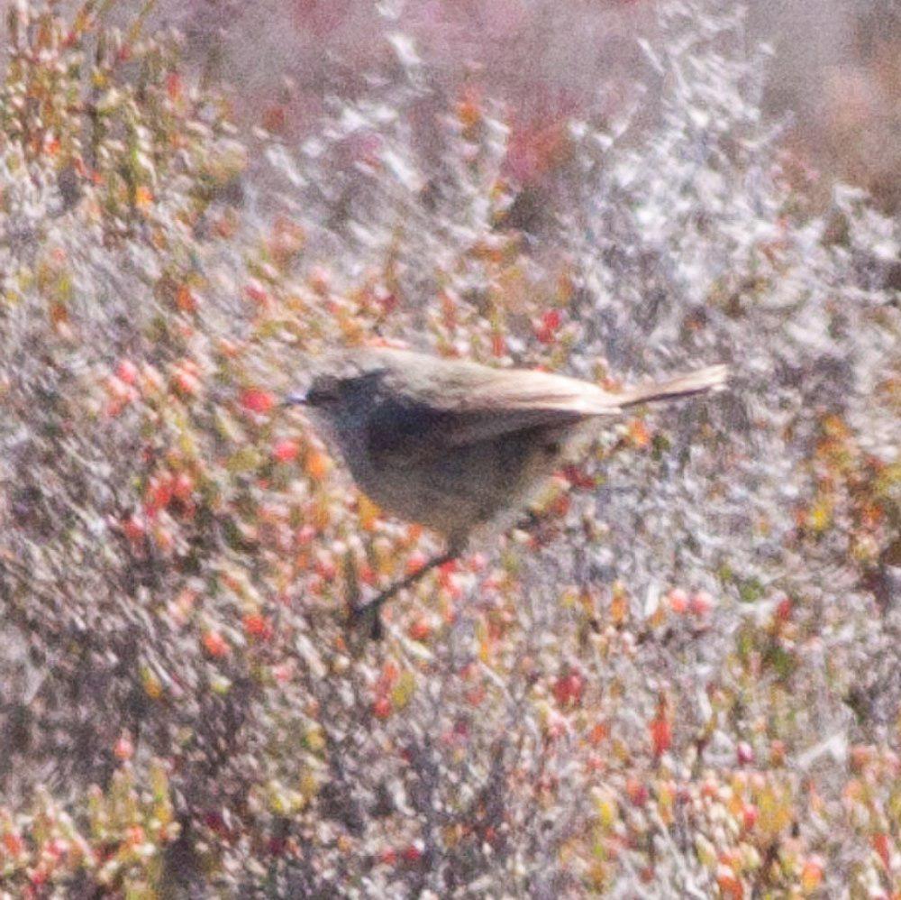 细嘴刺嘴莺 / Slender-billed Thornbill / Acanthiza iredalei