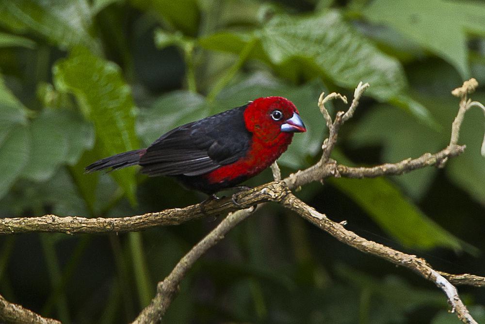 红头蓝嘴雀 / Red-headed Bluebill / Spermophaga ruficapilla