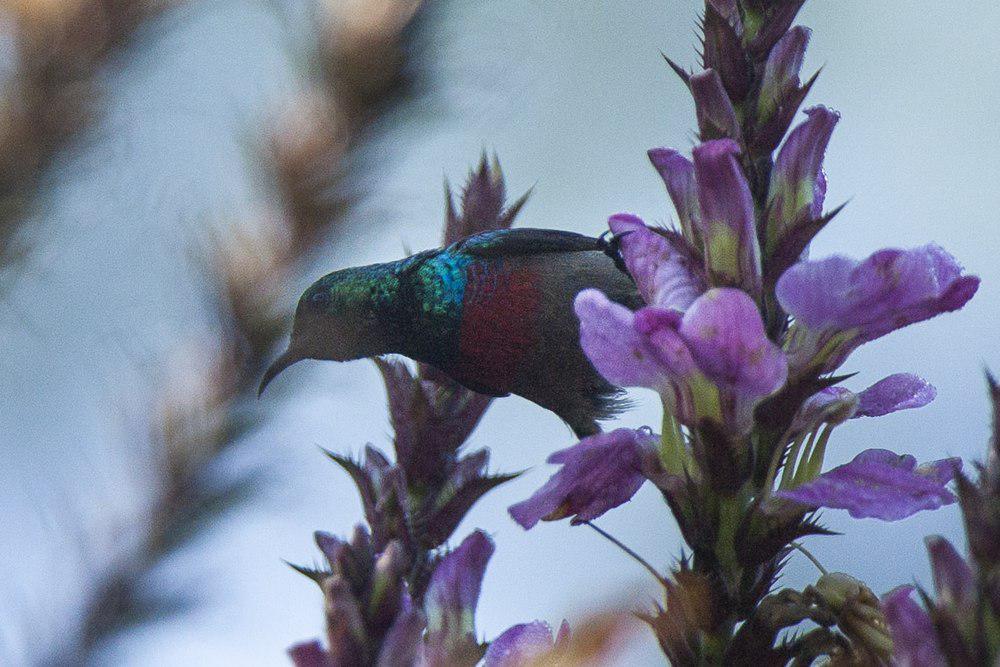 姬花蜜鸟 / Tiny Sunbird / Cinnyris minullus