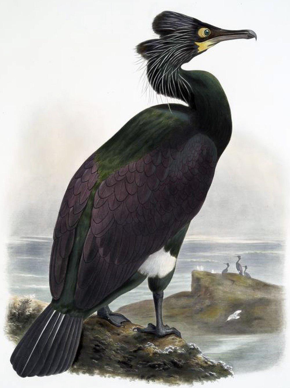 白令鸬 / Pallas\'s Cormorant / Phalacrocorax perspicillatus