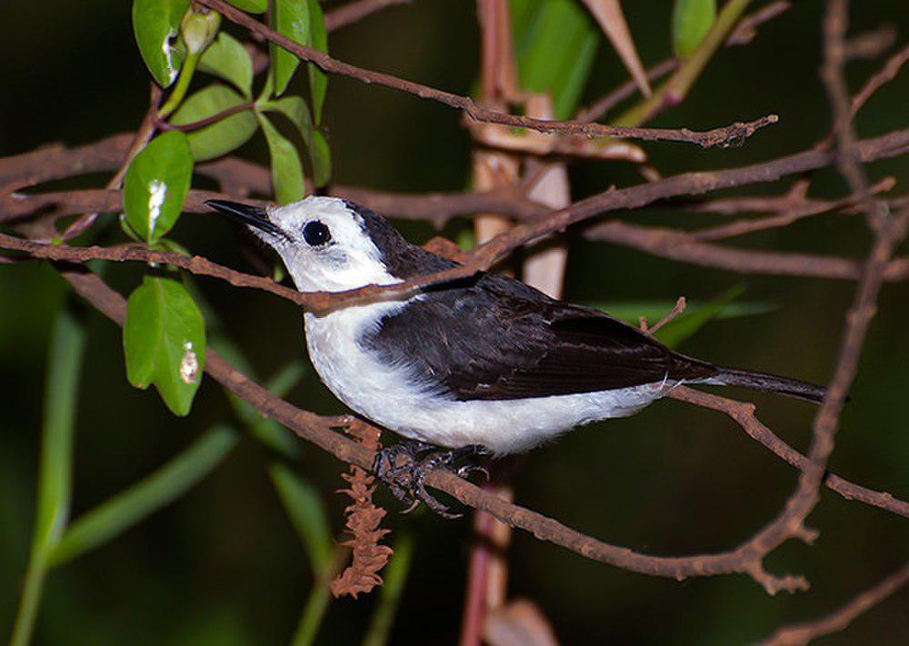 黑背水霸鹟 / Black-backed Water Tyrant / Fluvicola albiventer