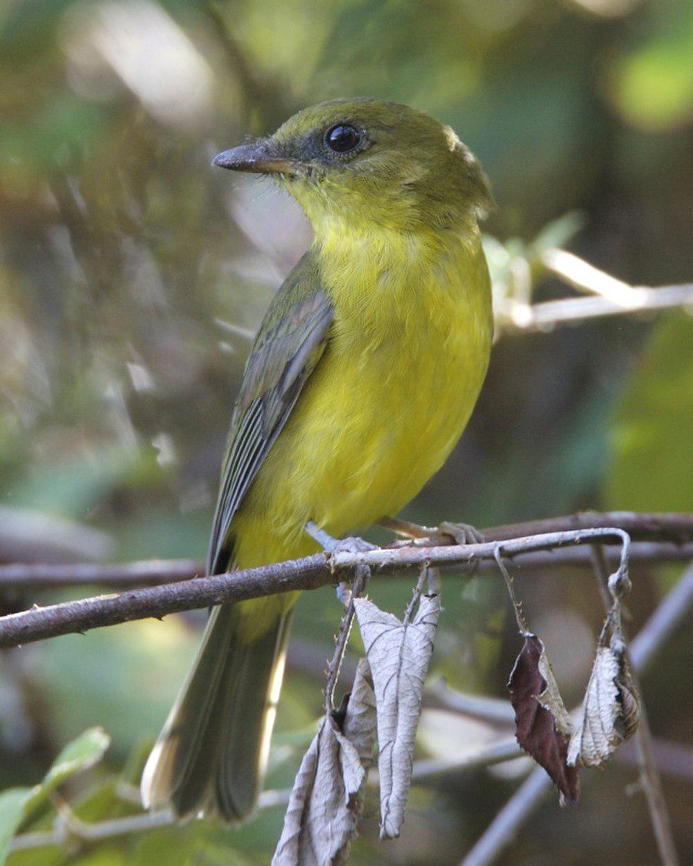 加里啸鹟 / Bornean Whistler / Pachycephala hypoxantha