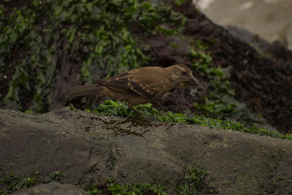 逐浪抖尾地雀 / Peruvian Seaside Cinclodes / Cinclodes taczanowskii