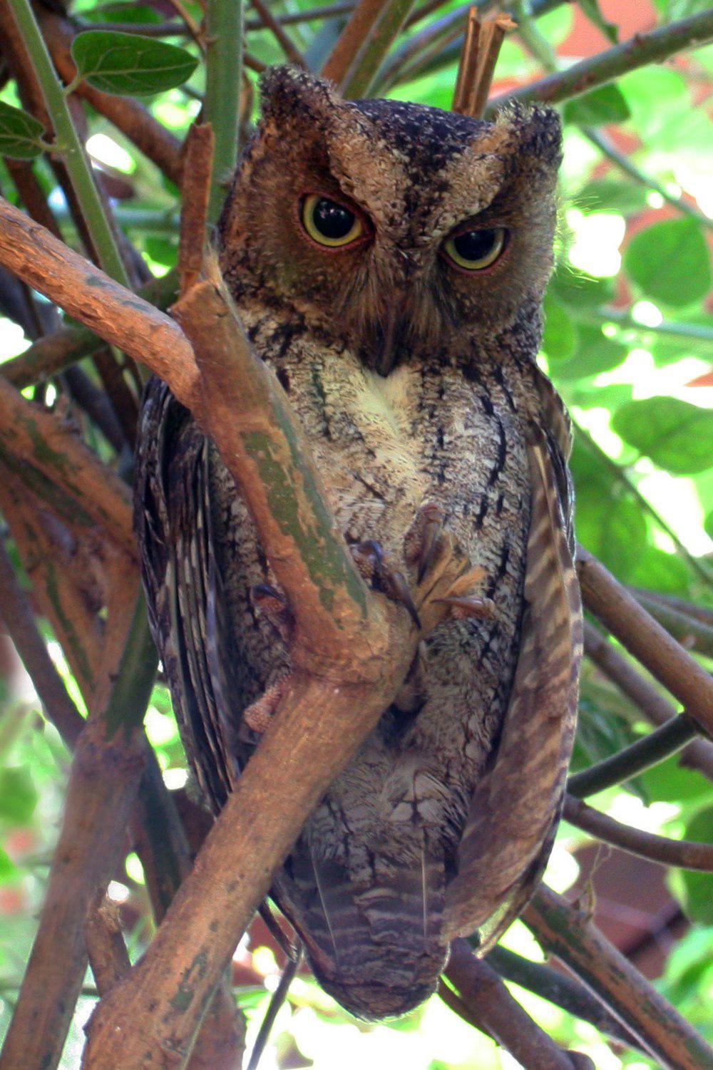 托罗卡角鸮 / Torotoroka Scops Owl / Otus madagascariensis