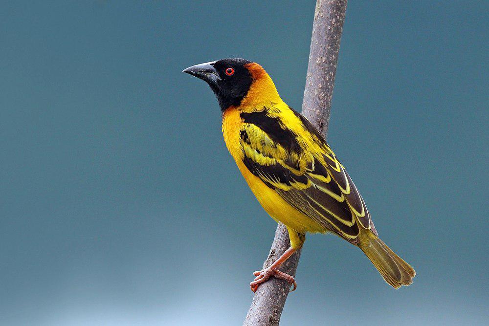 黑头织巢鸟 / Village Weaver / Ploceus cucullatus